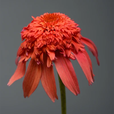 Double Scoop Mandarin Coneflower orange double flower