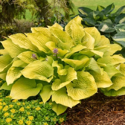 Shadowland Coast to Coast Hosta in a shade garden