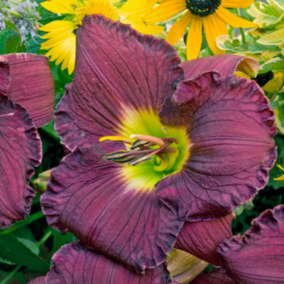 Rainbow Rhythm Nosferatu Daylily flower closeup