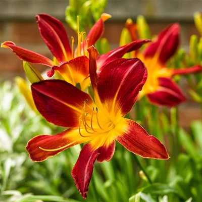Rainbow Rhythm Ruby Spider Daylily flower closeup