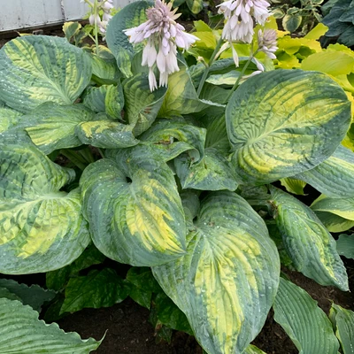 Shadowland Sound of Music Hosta foliage