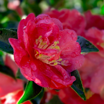 October Magic Rose Camellia rose pink flower