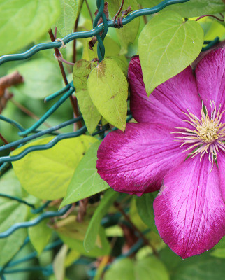 How to Hide a Chain Link Fence