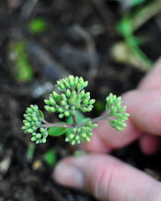 3 Easy Ways To Propagate Plants