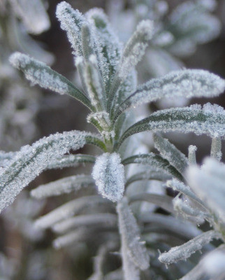 How To Care for Plants After Winter Storms