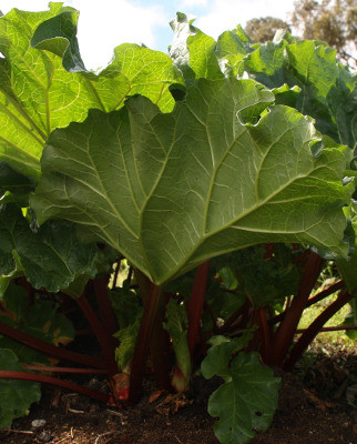 Growing Rhubarb