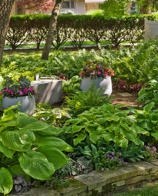 10 Fantastic Low-Maintenance Plants for Shade