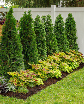 Top 9 Space Saving Hedges