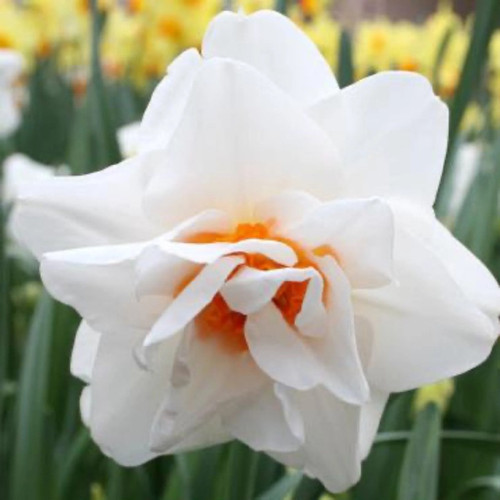 Replete Pink Daffodil Bulbs flowers