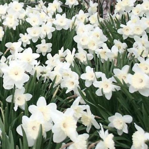 Stainless Daffodil Bulbs flowers