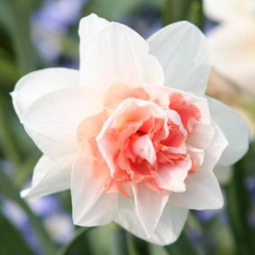 Sweet Paradise Daffodil Bulbs flowers