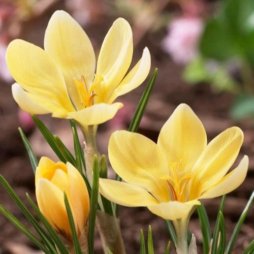 Romance Crocus Bulbs flowers