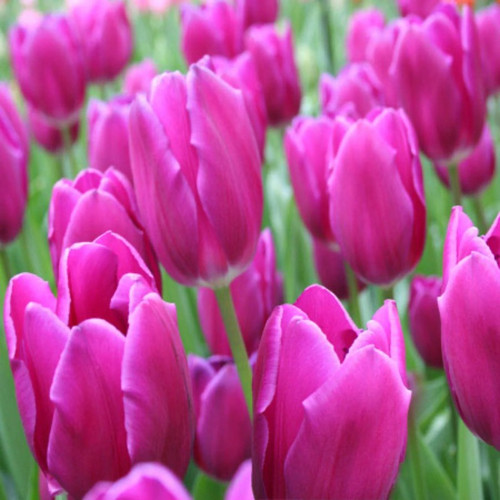 Kansas Proud Tulip Bulbs flowers