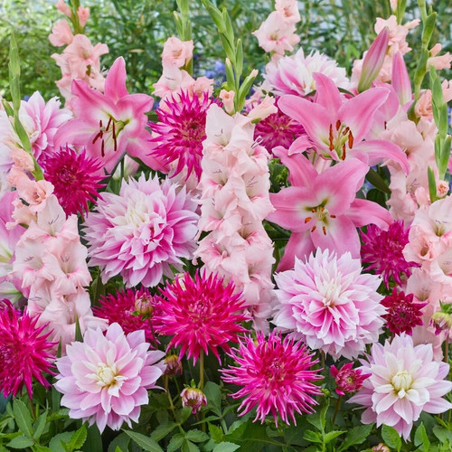 Potluck Cotton Candy Punch Bulb Mix flowers