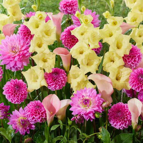 Potluck Guava Glow Bulb Mix flowers