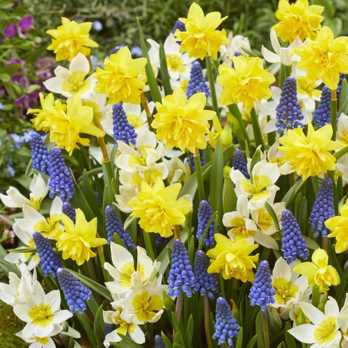 Blueberry Lemonade Bulb Mix flowers