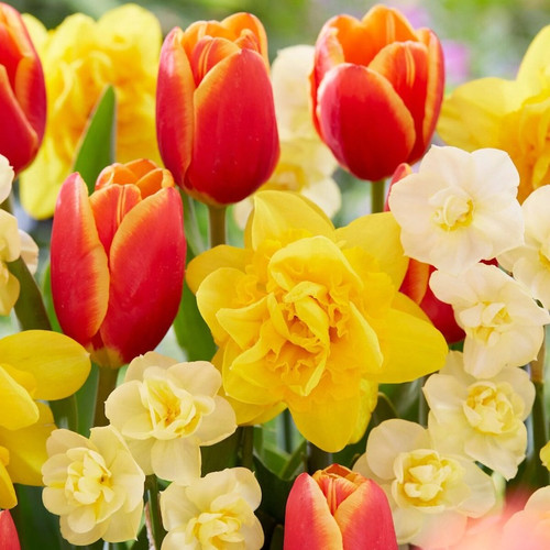 Showstopper Bulb Mix flowers