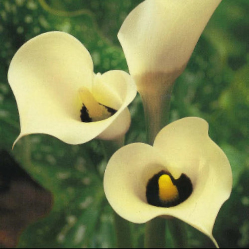 Black Eyed Lady Calla Lily Bulbs flower
