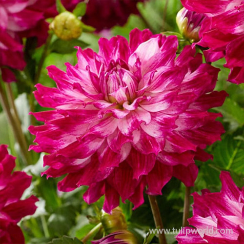 Cloudy Sky Dahlia Bulbs flower