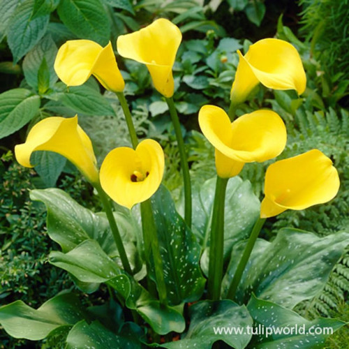 Golden Star Calla Lily Bulbs flowers