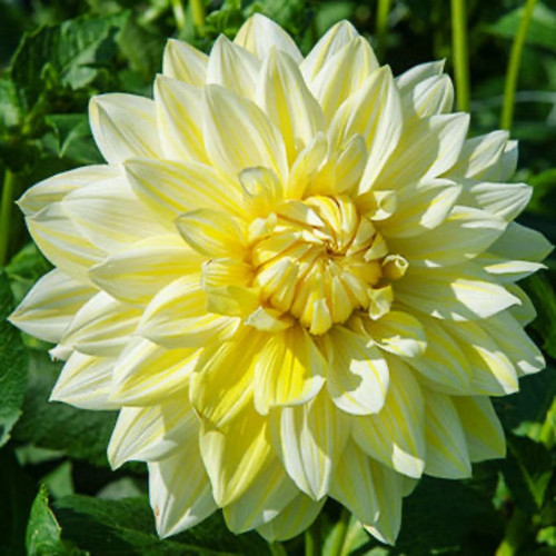 La Luna Dahlia Bulbs flower