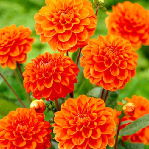 Orange Nugget Dahlia Bulbs flowers