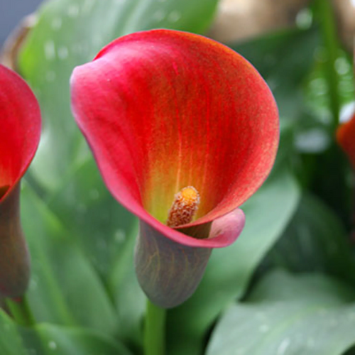 Red Alert Calla Lily Bulbs flower