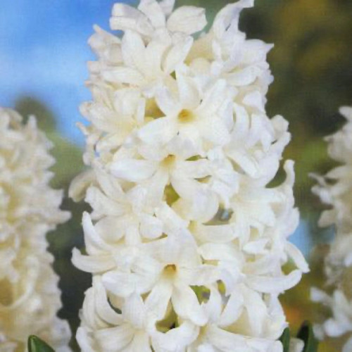 Aiolos Hyacinth Bulbs flowers
