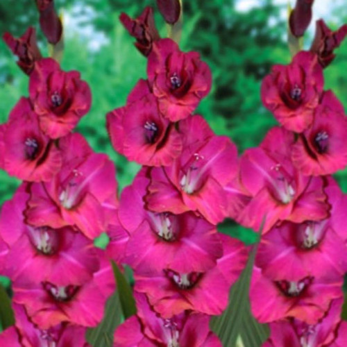 Fidelo Gladiolus Bulbs flowers