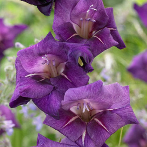 Flirty Gladiolus Bulbs flowers