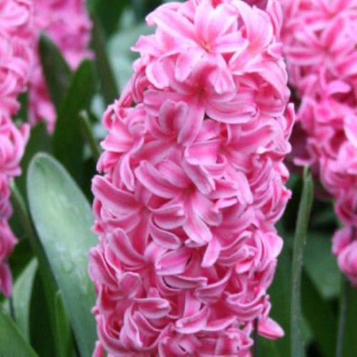 Pink Pearl Hyacinth Bulbs flower