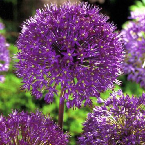 Purple Sensation Allium Bulbs flower