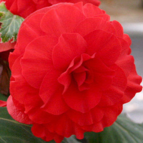 Red Double Begonia Bulbs flower