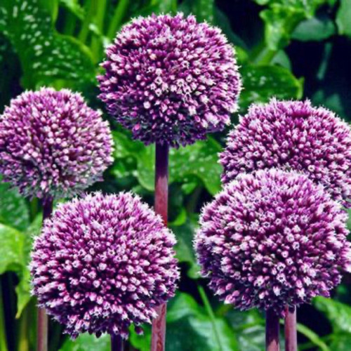 Summer Drummer Allium Bulbs flowers