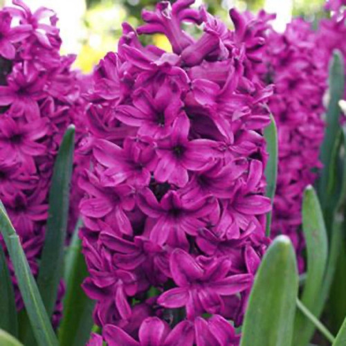 Woodstock Hyacinth Bulbs flowers