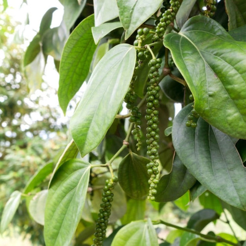 Black Pepper Plant Close-Up