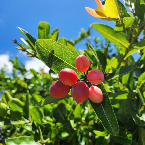 Miracle Fruit Tree Close-Up