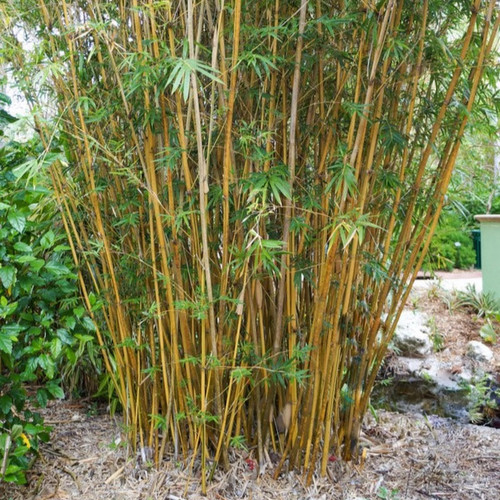 tall Golden Goddess Bamboo