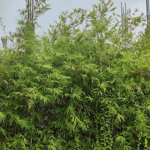 lush Maculata Bamboo