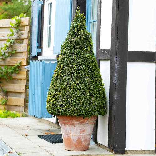 Green Gem Topiary Boxwood