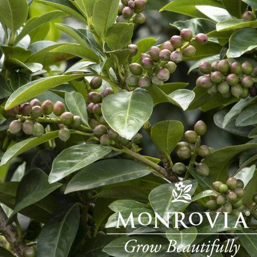 Volcano Cherry Laurel Topiary Volcano Cherry Laurel Topiary