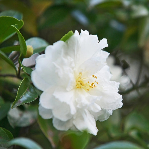 Autumn Rocket Camellia flower Autumn Rocket Camellia flower