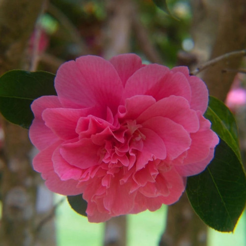 Autumn Spirit Camellia Autumn Spirit Camellia