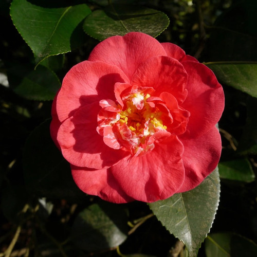 R.L. Wheeler Camellia flower
