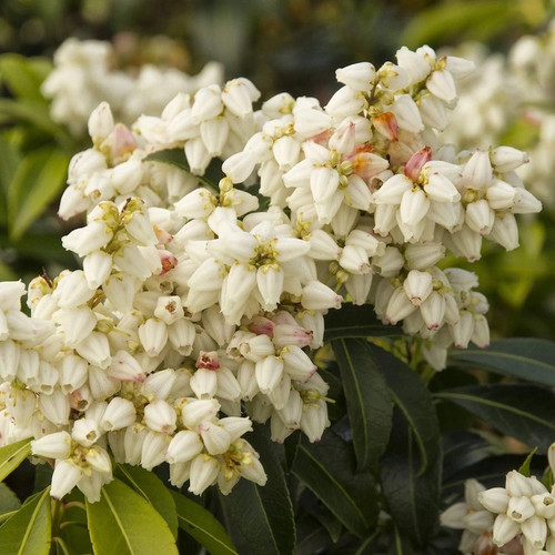 Enchanted Forest® River Run™ Pieris blooming