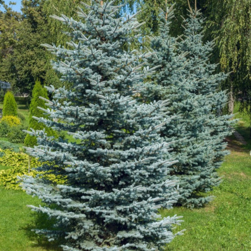 Colorado Blue Spruce Tree