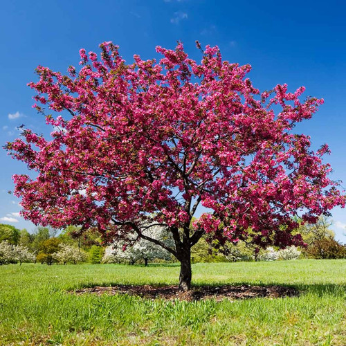 Prairie Fire Crabapple Tree
