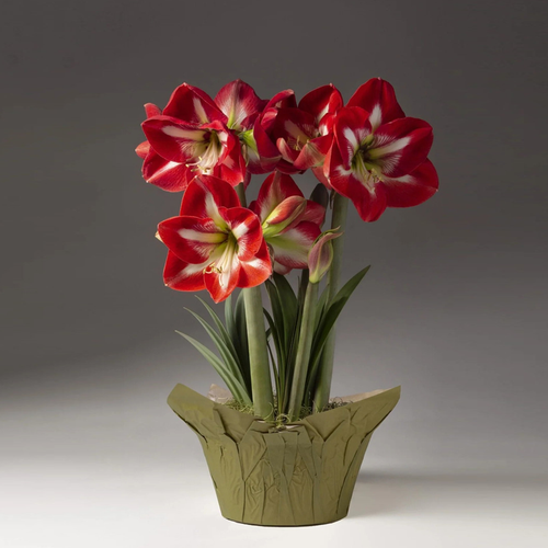 Red and White Trio Amaryllis in vase Red and White Trio Amaryllis in vase