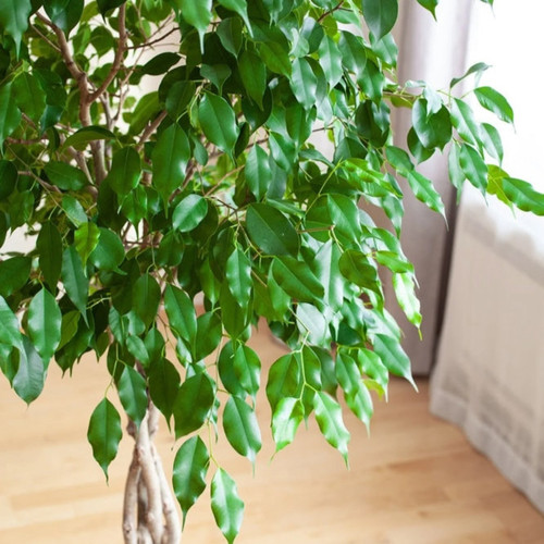 Braided Benjamina Ficus Close-Up