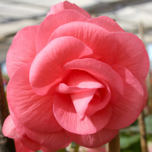 Pink Double Begonia flowers